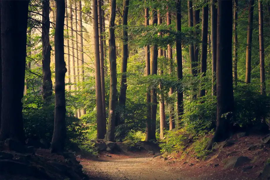 A cleared path running between tall trees