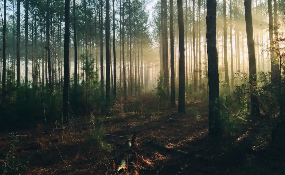 Mist among tall trees at first light