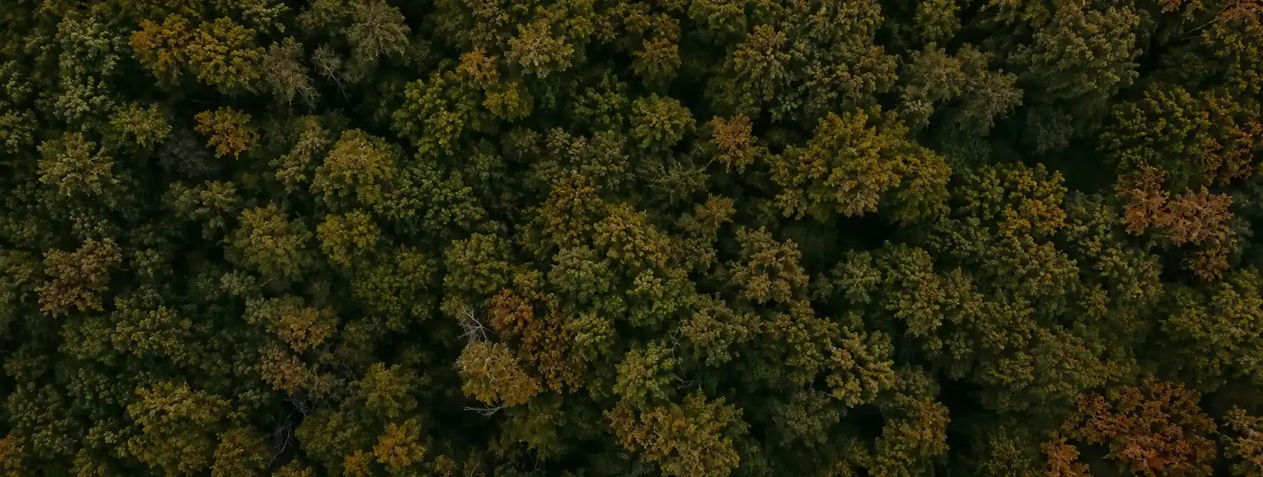Aerial view of a lush green forest canopy